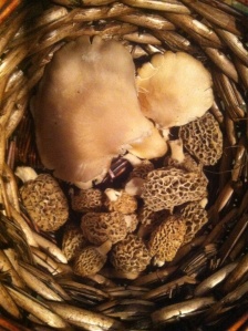 1st pic is a mushroom growing in my worm bin. 2nd pic is a basket of morel and oyster mushrooms I picked.